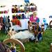 Tecumseh resident Lois Lane spins wool into yarn at the Celtic Festival on Saturday, July 13. Daniel Brenner I AnnArbor.com
